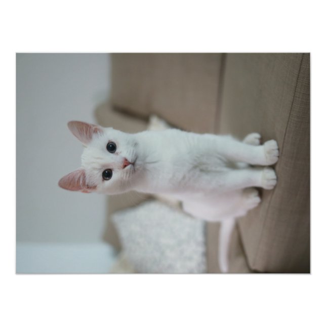 Foto Gato blanco | Zazzle_Growshop. (Frente)
