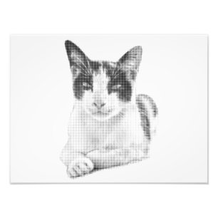 Foto Gato Calico Cómic Semitono