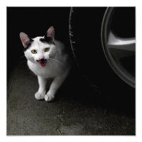 Gato con bigote