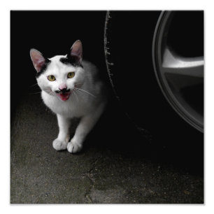 Foto Gato con bigote