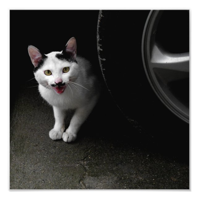 Foto Gato con bigote (Frente)