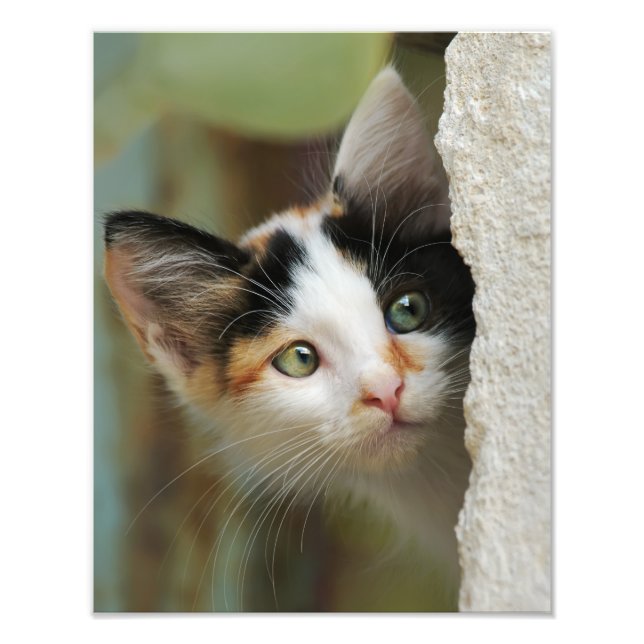 Foto Gato Curioso Curioso Gato Gatito Pintando Los Ojos (Frente)