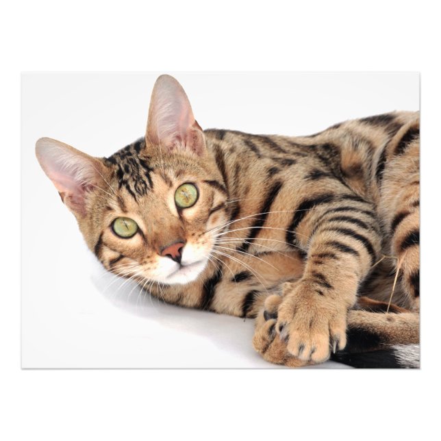 Foto Gato de Bengala tumbado (Frente)