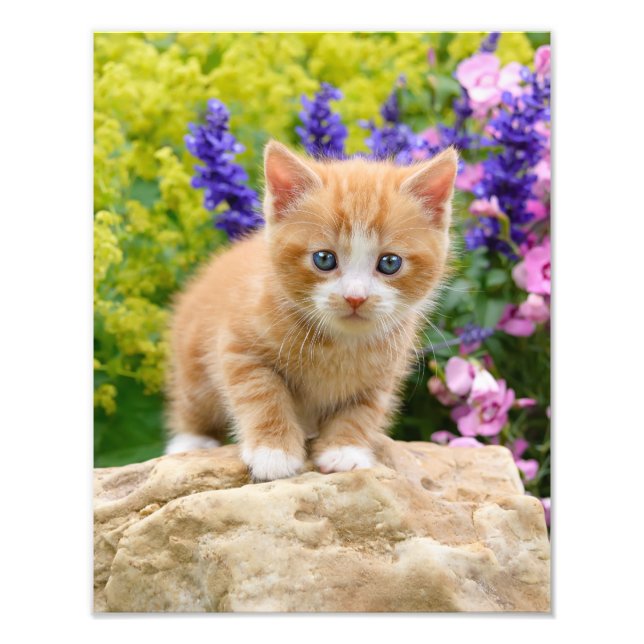 Foto Gato de Ginger lindo en un jardín de flores - (Frente)