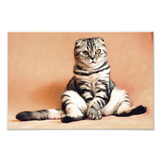 Foto Gato de hueso escocés