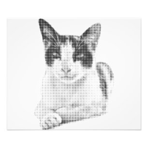 Foto Gato de semitono