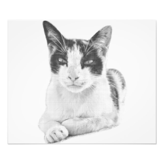 Foto Gato de semitono (Frente)