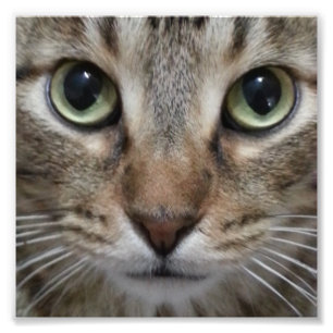 Foto Gato de Tabby de Brown