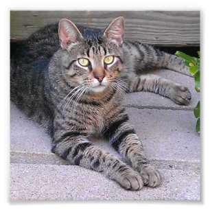 Foto Gato de Tabby de Brown al aire libre
