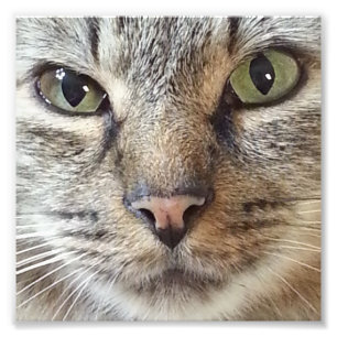 Foto Gato de Tabby de pelo largo de Brown