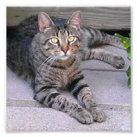Gato de Tabby Marrón al aire libre