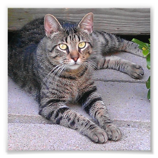 Foto Gato de Tabby Marrón al aire libre (Frente)