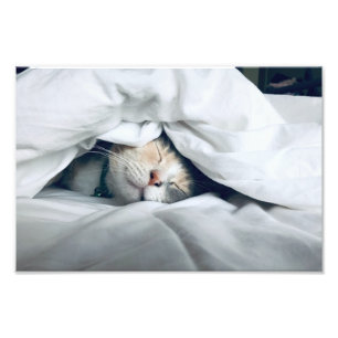Foto Gato durmiendo bajo blanco