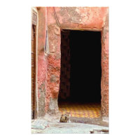 Gato en la Medina - Marrakech, Marruecos