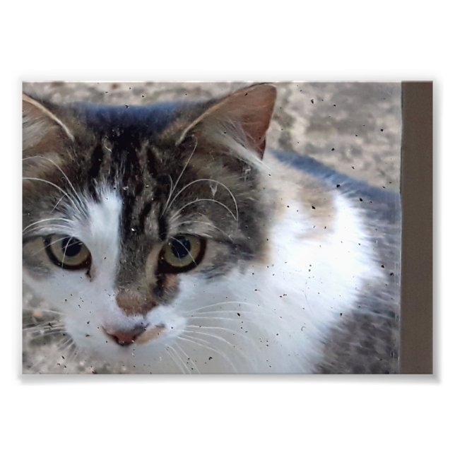 Foto Gato en la ventana (Frente)