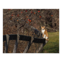 Gato En Una Alambrada