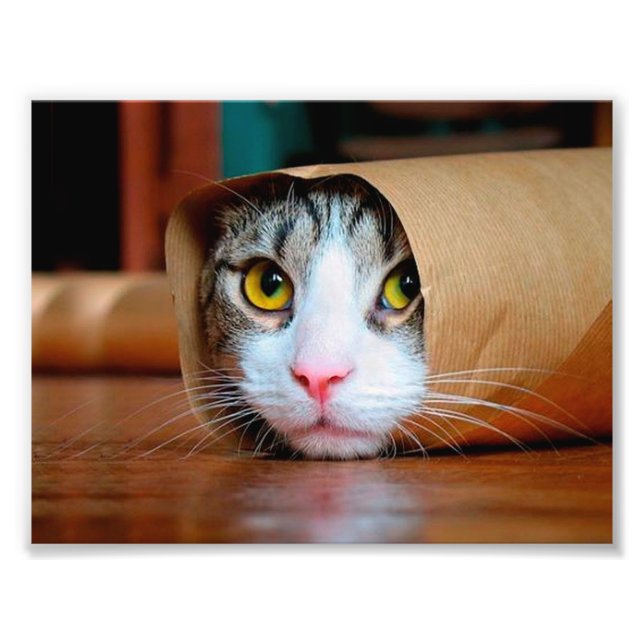 Foto Gato envuelto en papel marrón (Frente)