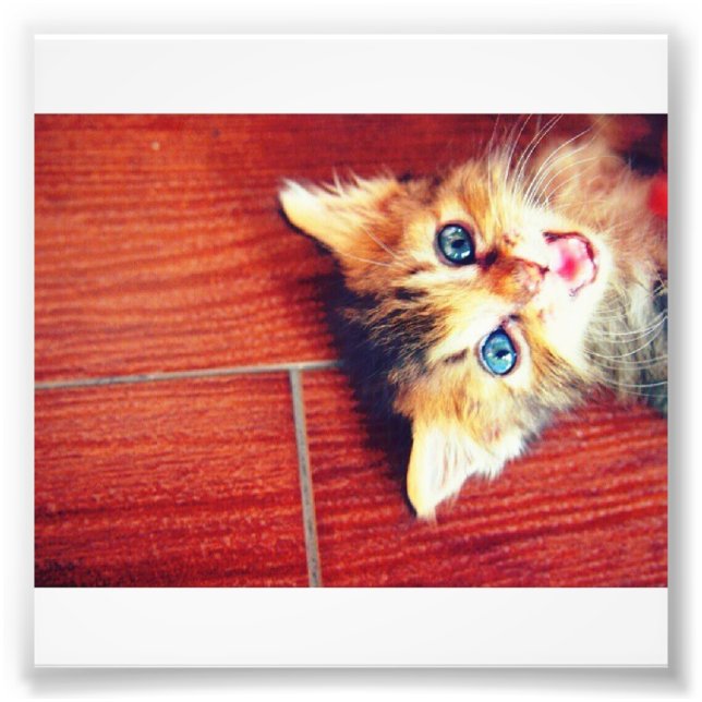 Foto Gato lindo (Frente)