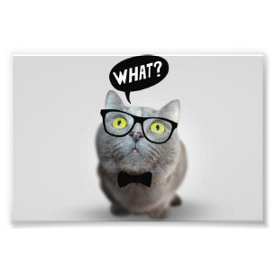 Foto Gato lindo con gafas, qué curiosidad