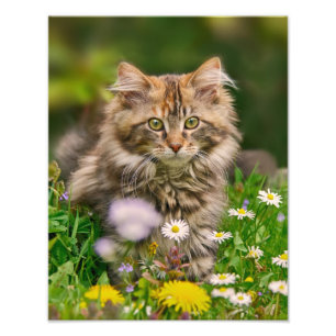 Foto Gato lindo del gatito del Coon de Maine en un