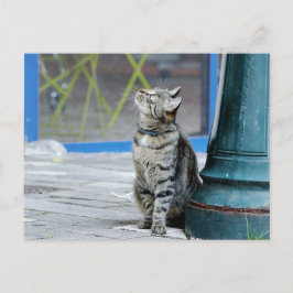 Foto gato , mascota , animales . postal