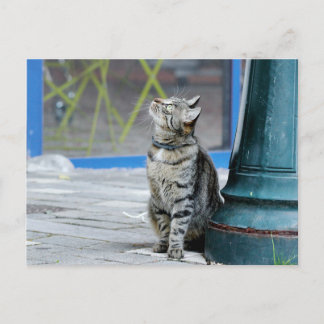 Foto gato , mascota , animales . postal