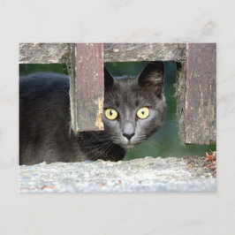 Foto gato , mascota , animales. postal