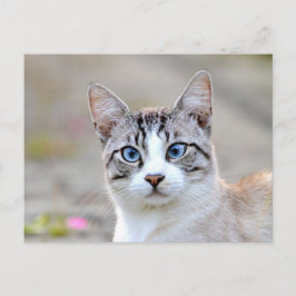 Foto: gato, mascota, animales. postal