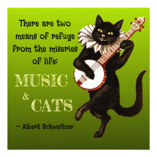 Foto Gato Musical Adorable Dos Medios de Refugio Schwei