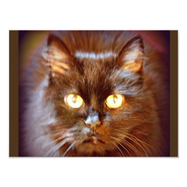 Foto gato negro (Frente)