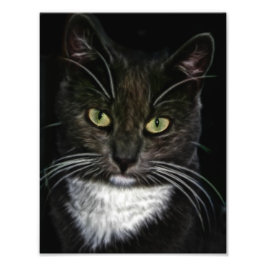Foto Gato negro