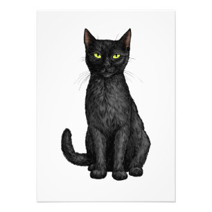 Foto Gato negro