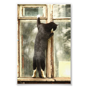 Foto Gato negro que mira en ventana