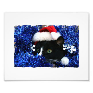 Foto Gato negro, sombrero de Santa, mejillón azul, list