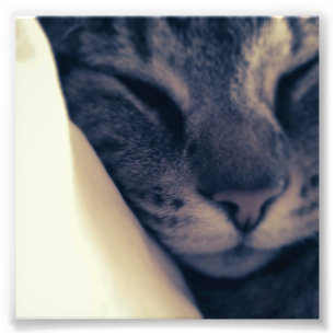 Foto Gato perezoso