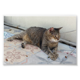 Foto Gato polidáctil, Llave Oeste, Florida
