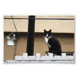 Foto Gato primitivo de la ciudad 6" x 4" impresión 03