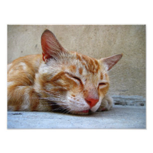 Foto gato rojo