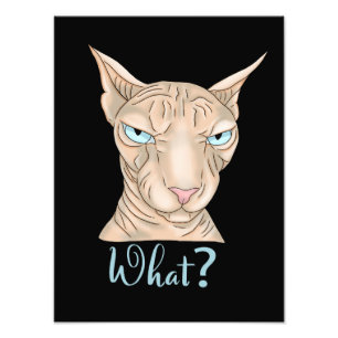 Foto Gato Sfinx. ¿Qué?