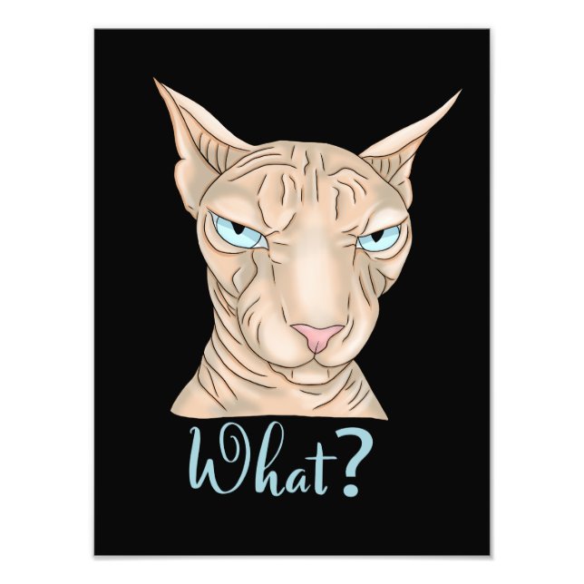 Foto Gato Sfinx. ¿Qué? (Frente)