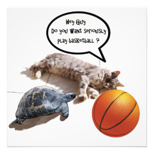 FOTO GATO, TORTUGA Y BALONCESTO