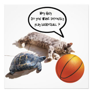 FOTO GATO, TORTUGA Y BALONCESTO