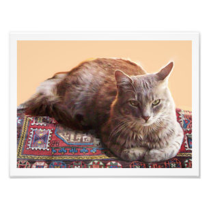FOTO GATO TURCO EN LA ALFOMBRA VIEJA