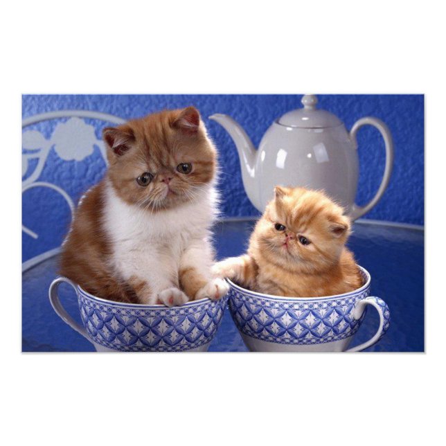 Foto gatos (Frente)