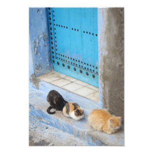 Foto Gatos, Chefchaouen, Marruecos