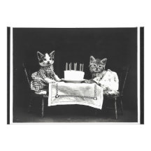 Gatos de cosecha en una fiesta de cumpleaños