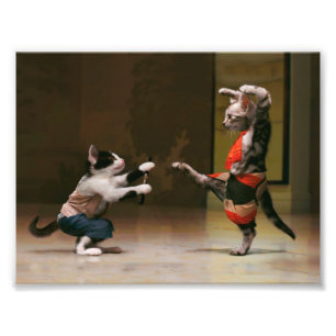 Foto Gatos de karate