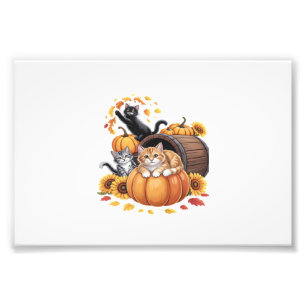 Foto Gatos Otoño Calabazas De Acción De Gracias Girasol