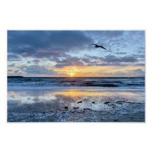 Foto Gaviota al atardecer - Venice Beach, CA