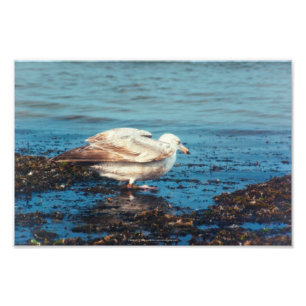 Foto Gaviota de arenque P1046